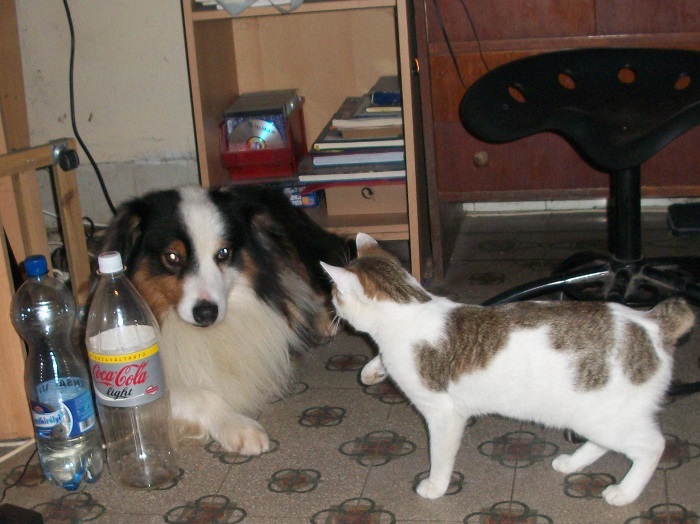 Ha van egy kevésbé belemenős farkas aussienk, akár lehet mellé egy tökös bobtail macskánk is, mert türelem az van nem kevés.