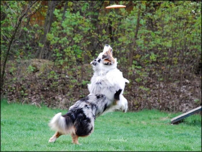 Frizbi, na az nagyon megy nekik, farokkal vagy anélkül, mindegy is...a lényeg, hogy REPÜL!
