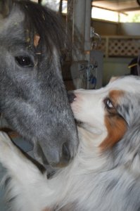 2010_ranger_and_blue_2.127140247_std