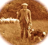 Egy merle english shepherd farokkal.