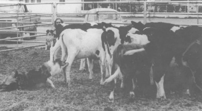 ez itt pedig egy régebbi dolgozó