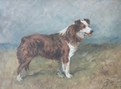 Sable farok nélküli collie az 1800-as évekből