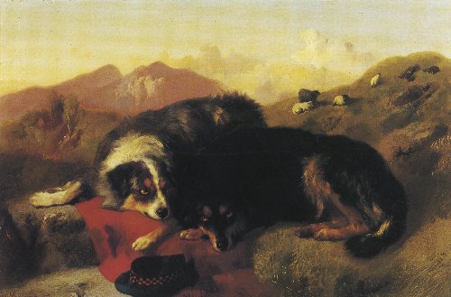 Collies, alapvetően a border collie, a rough/smooth collie és az aussie alapja.