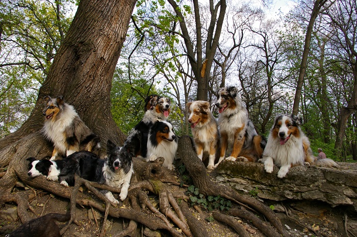 Mindenféle brit alapú juhászok. Nemek, színek, fajták kavalkádja.