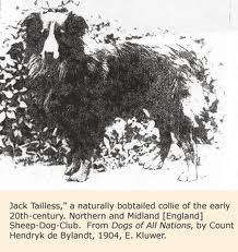 Egy angol juhászkutya, farok nélküli verzió és meglepően hasonlít egy modern aussiehoz.