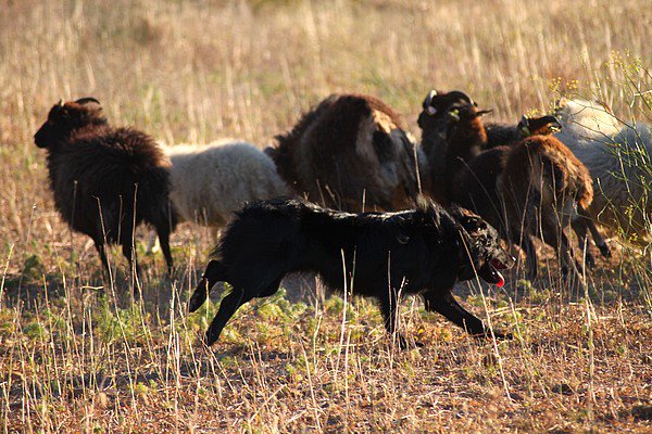 Dolgozó aussie napjainkból.