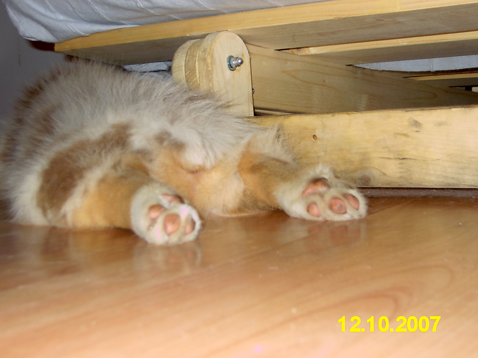 ...földön cuki seggel békában ...