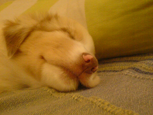 stand by üzemmód egyesben kanapén...