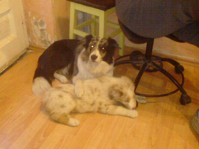 ...még border collieval is, pedig az nagy szó. Vagyis, ha nem bír valaki a borderjével, csak szerezzen be mellé egy aussiet és rögtön béke és nyugalomvonul a portára...és a betörőt is lesz aki bokán kaparintja. multifunkciósak na.