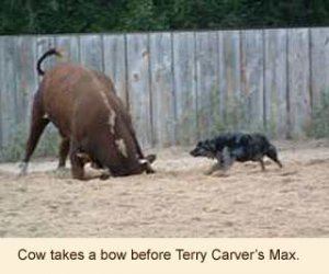 realworld_max_cowdive