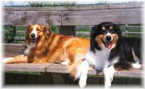 English shepherd pár az USA-ban napjainkban.