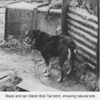welsh_bobtail_female2