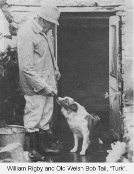 Majdnem aussie, de mégsem. Old Welsh Bobtail gazdájával.