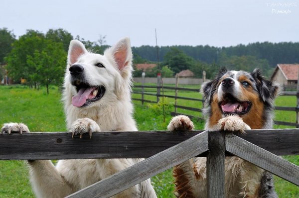 10411061_427626427376706_7246575581029500865_n