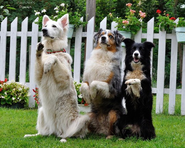 10635761_422375774568438_2208423911229320794_n