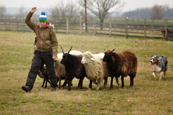 10857841_470383886434293_8611063364949519544_n