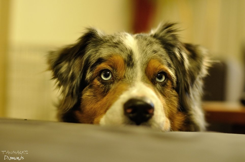 lábikóDSC_0011_00003