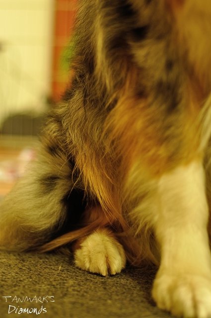 lábikóDSC_0012_00004