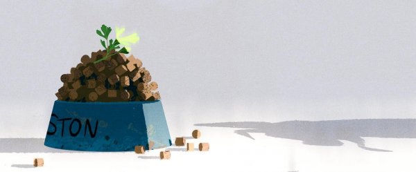 Petrezselyem jelentősége