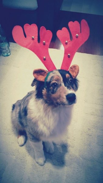 10350501_897804156905801_5940094742135494639_n