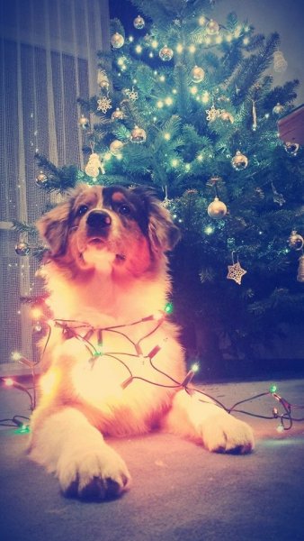 10428655_904343746251842_4368858881166094041_n