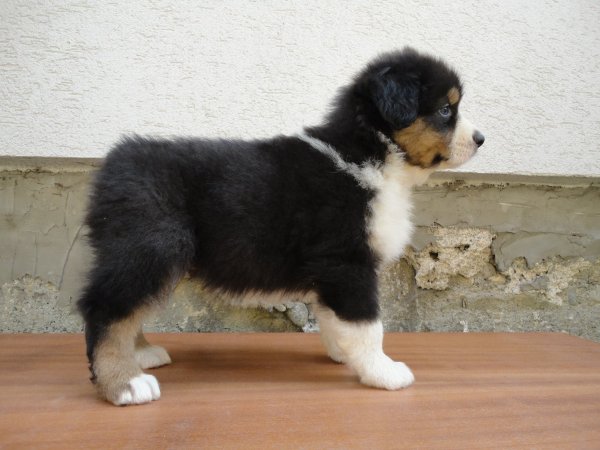 10531482_835488279795147_6493303218219577386_o