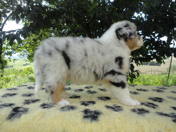 10580660_832756583401650_5276354654272187262_o