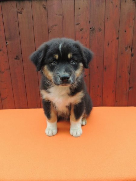 10583938_847933328550642_2733460195251968428_n