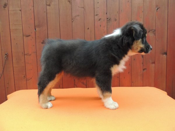 10623484_847933278550647_4224729589649408069_o