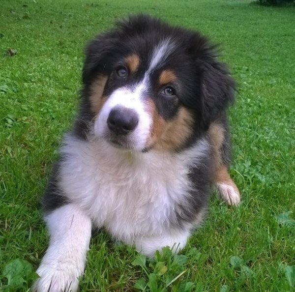 10628434_799428380104589_2727404326957256065_n