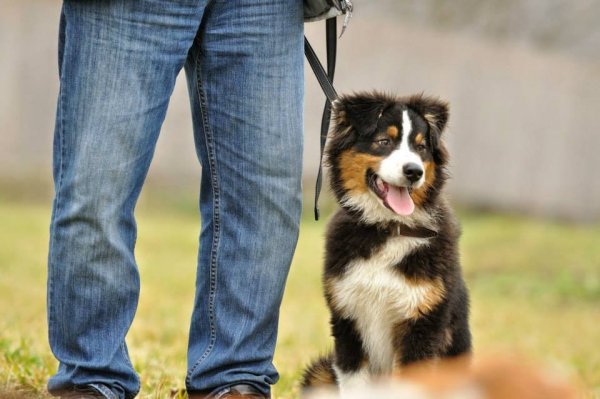 10928867_1071634596186639_8457569232824515279_n