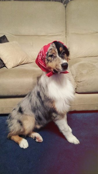 10968297_929274853758731_6531514790047990877_n