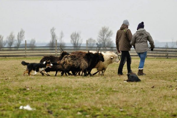 10968457_1071634992853266_2868127337762473106_n