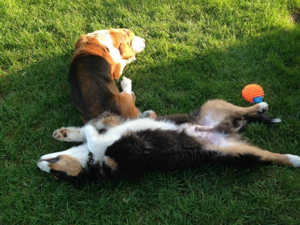 10978609_1071452966204802_8510705497159169203_n