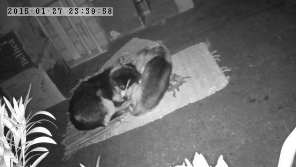 10983131_1071652929518139_6591317486113808975_n