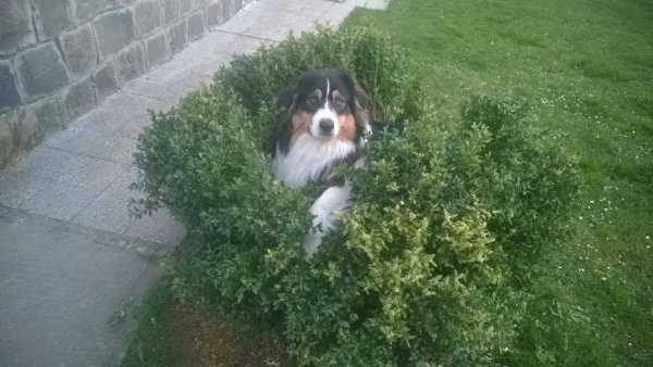 11182745_903014176412675_242144856530899829_o