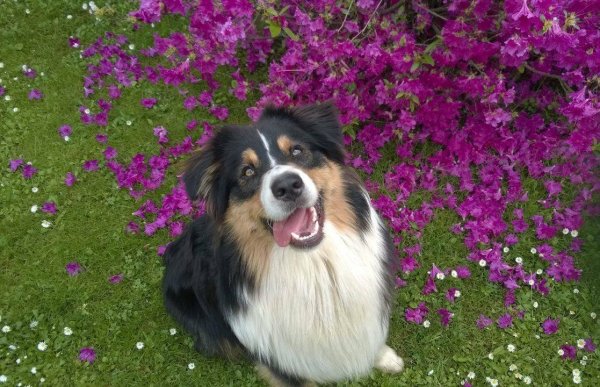 11334131_916457348401691_8722334250558277031_o