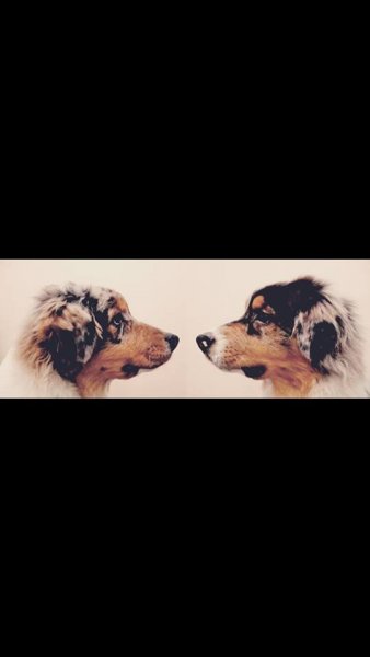 11391439_10205691374637631_958332110923921246_n