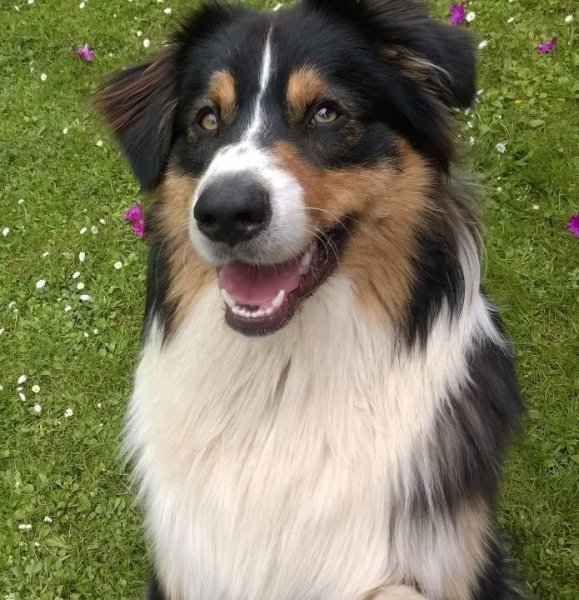 1511143_916917528355673_2175893732912705244_n