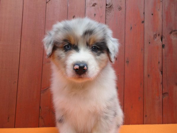 905857_839443959399579_6710022045235862529_o