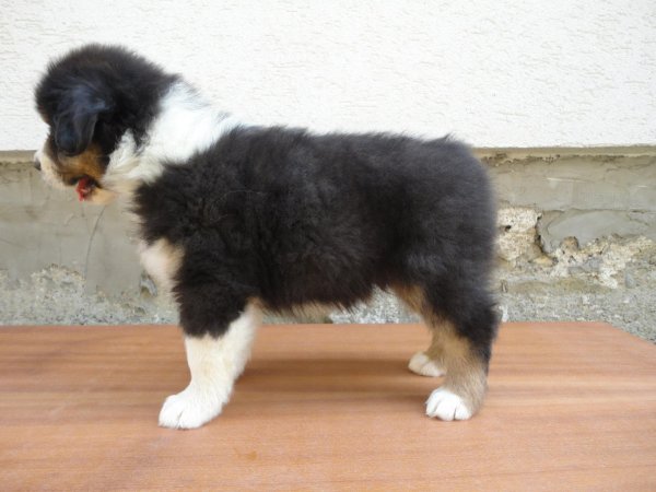 905877_835488173128491_3447384626798610402_o